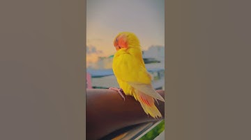 Let’s clean the feathers 💛