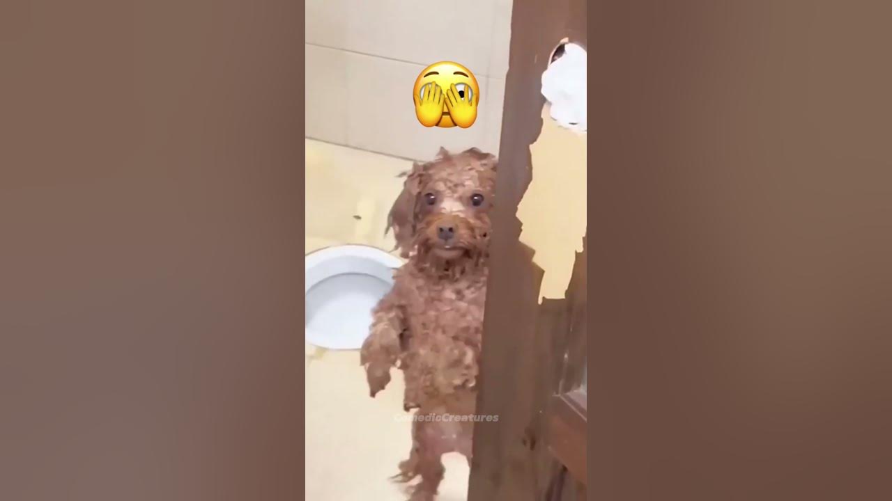 Funny Animals 2023 😂😂 - YouTube