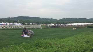 Download Lagu Jockeys injured in fall at Steeplechase MP3