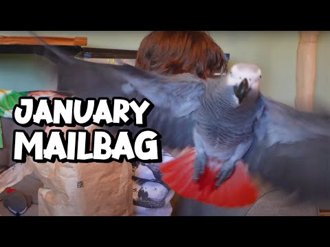 January Mailbag with Apollo the Talking Parrot