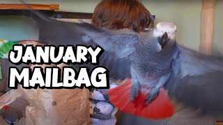 January Mailbag with Apollo the Talking Parrot