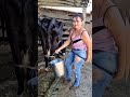 Organic Animal Feed: How to Feed Cows for Better Health #rurallife #cow #freshmilk #farm