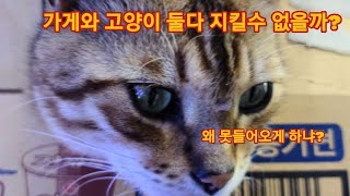 아ㅏㅏㅏ 고양이목에 진드기!!!!!! 아ㅏㅏㅏ 고양이목에 진드기!!!!!!