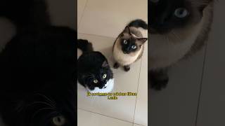 Itens de pet shop em inglês