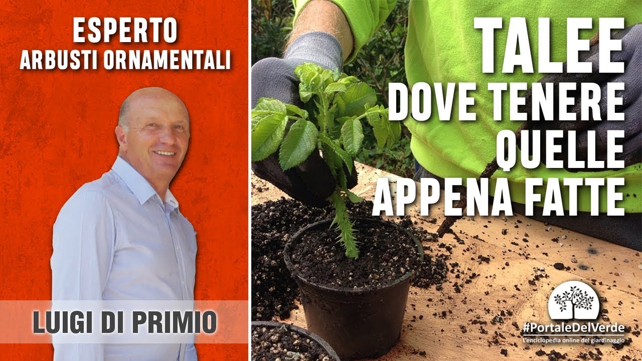 Dove vanno tenute le talee appena fatte?