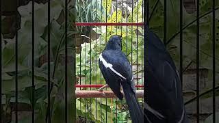 pancingan Kacer #kicaumania #kicaumanianusantara #mangkicauoffecial #kacerfighter #burung #birds