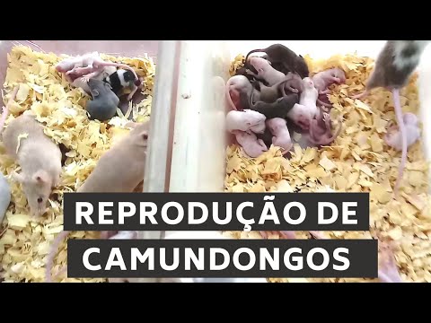 Vídeo: Quando os roedores se reproduzem?