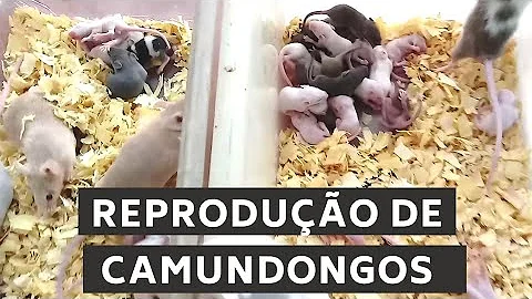 Quanto custa um camundongo?