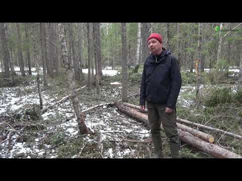 Video: Hur Man Bestämmer Kardinalpunkterna I Skogen