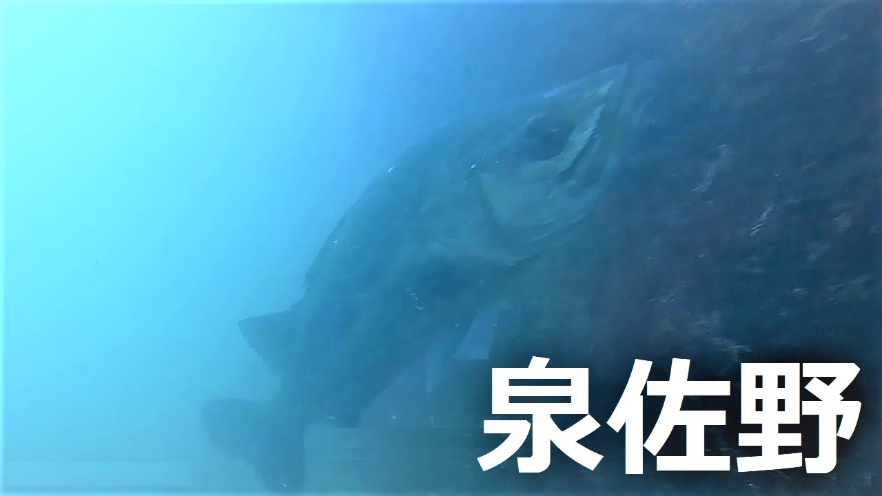 泉佐野 前島赤灯波止 釣り場の水中映像 Youtube
