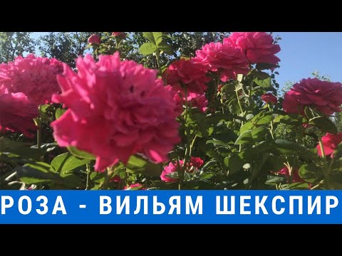 Роза -  Вильям Шекспир//Rose - Willam Shakespeare//