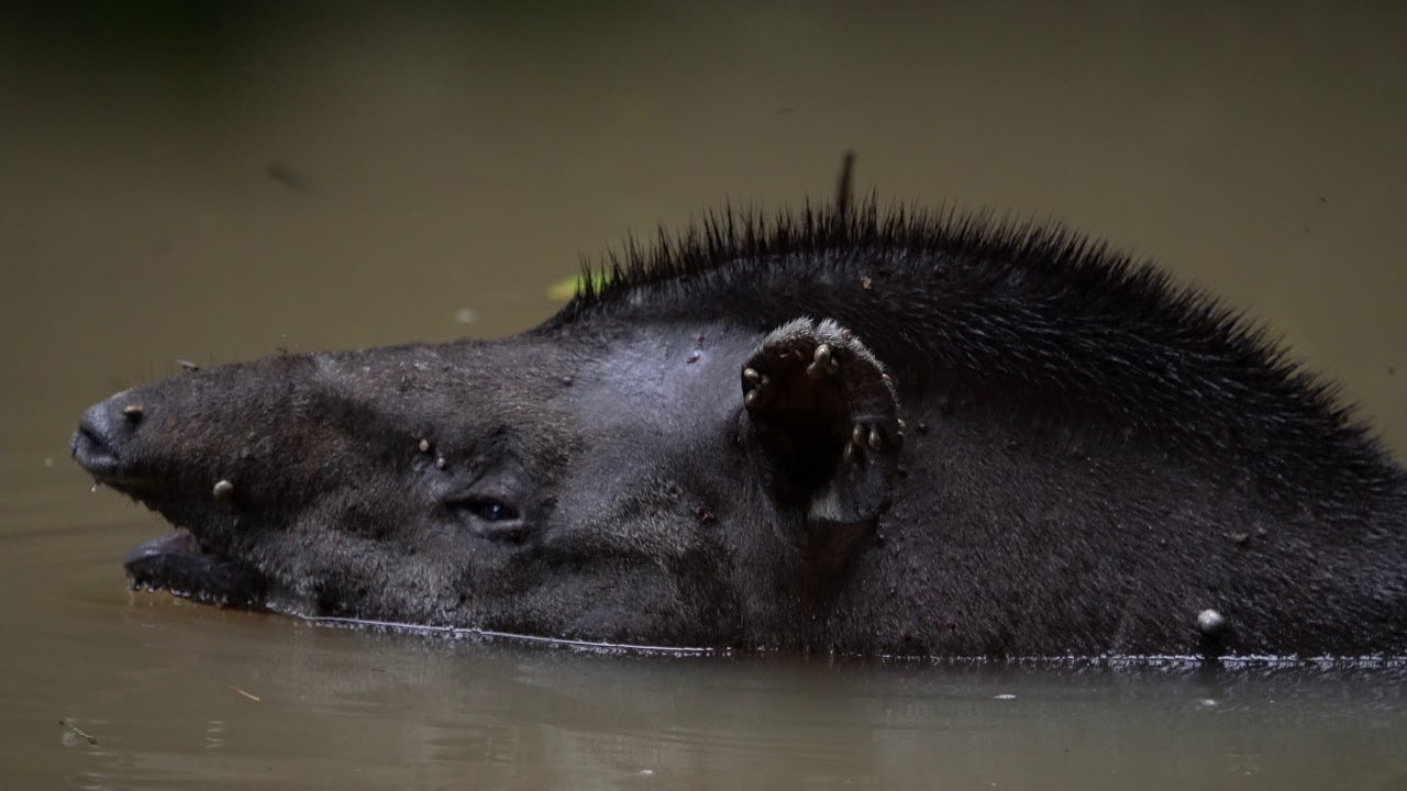 Tapir (Tapirus bairdii)