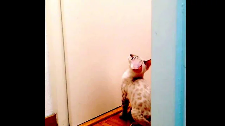 Watch the video about My 4 month old snow bengal named Luna learning how to open the main door.