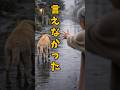 わからないを言えなかった代償 雨の夜に老犬レオは消えた