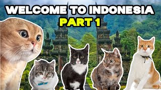 CAT MEMES: GO TO INDONESIA  30 minutes Of FAMILY ROADTRIP COMPILATION Part 1