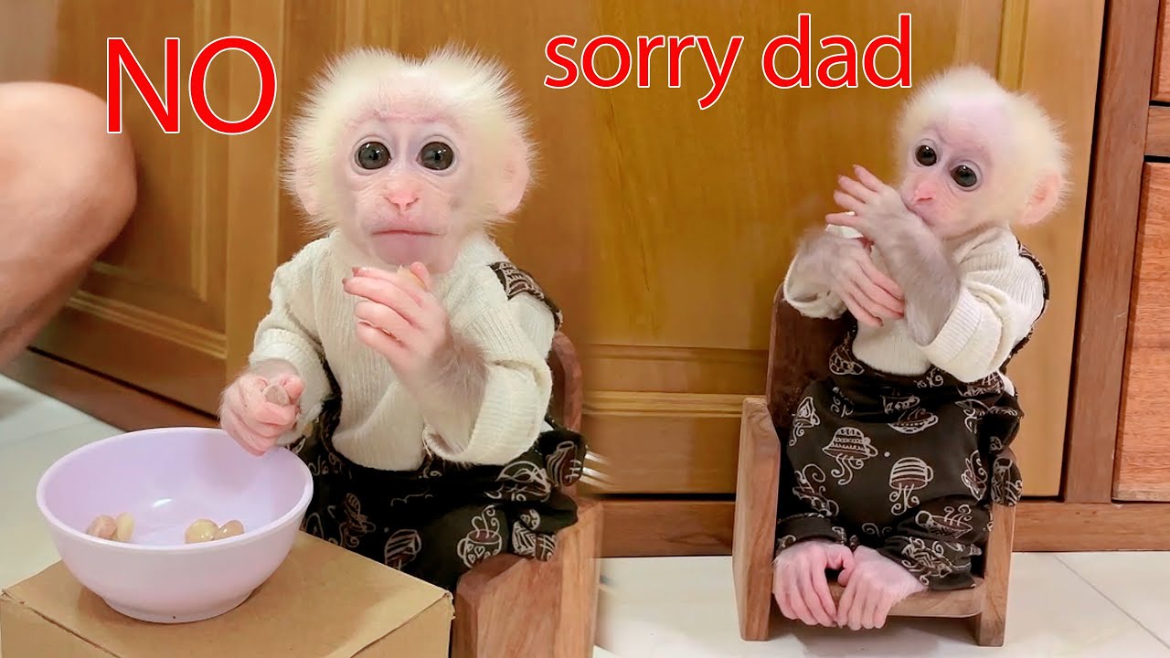 Funny naughty baby monkey spills dad's food and gets punished by dad - Son Monkey