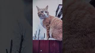 Eastern European Cats #5