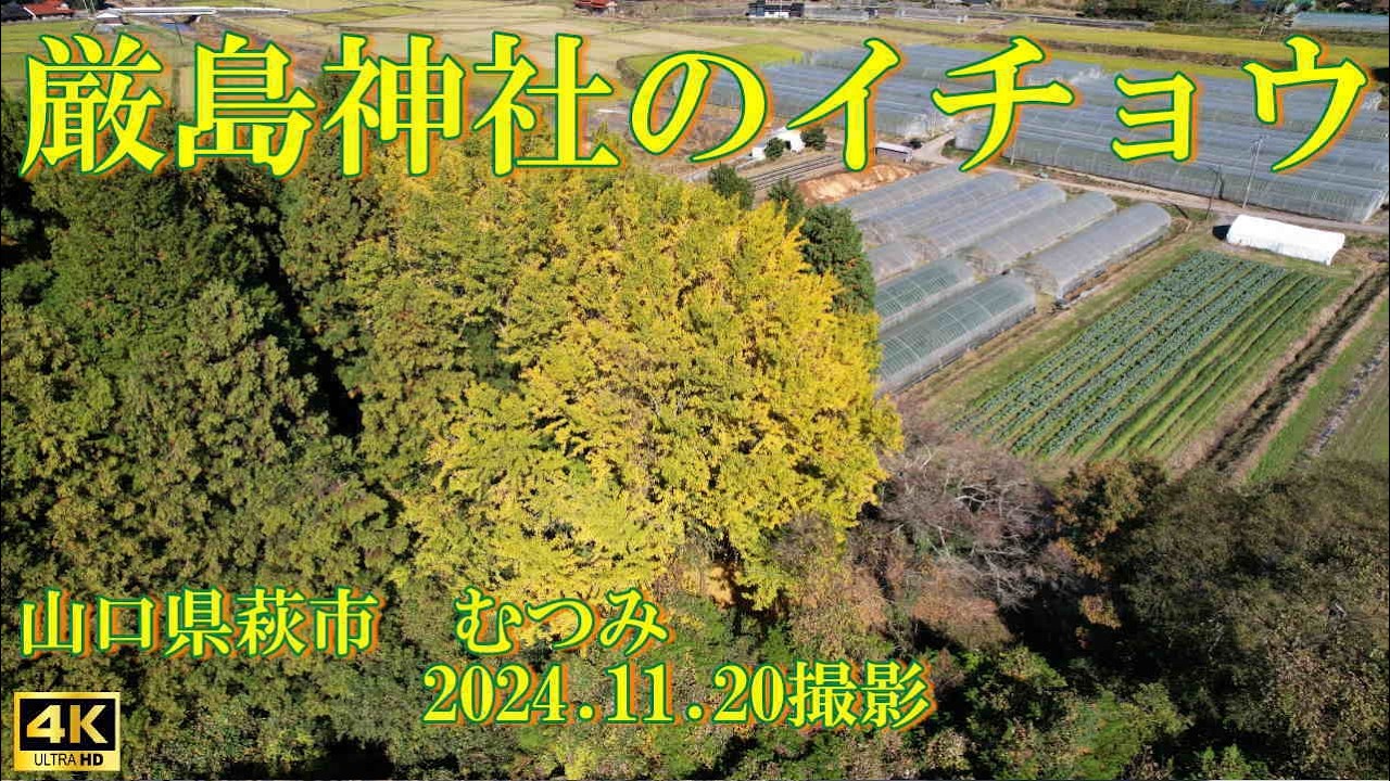 厳島神社のイチョウ（4K編）　2024.11.20撮影