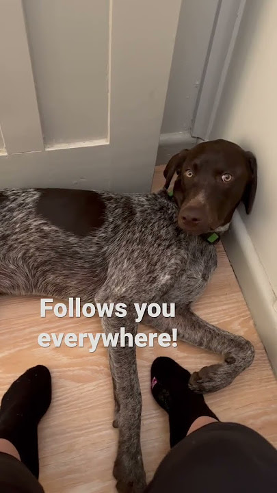What it is like to have | ￼ German Shorthaired Pointer #gsp ￼