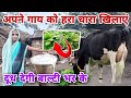 अपने गाय को हरा चारा खिलाएं // #dailyvlog #vlogvideo #gopiarchanavlogs