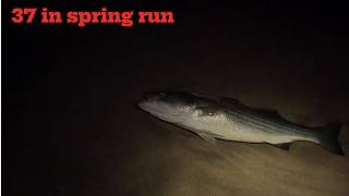STRIPEDBASS FISHING SPRING RUN  20 de mayo