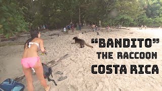 Cute Raccoon Costa Rica beach