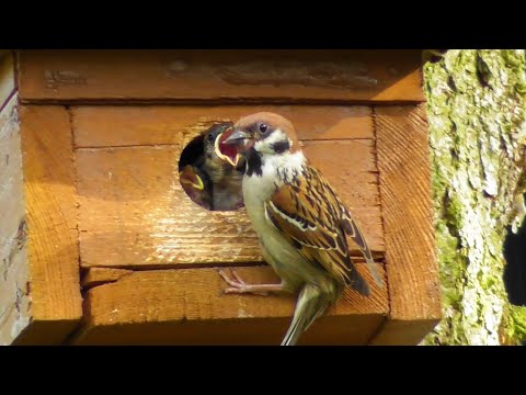 Sparrow Babies - Sparrow Parents have a full time Job in my Garden