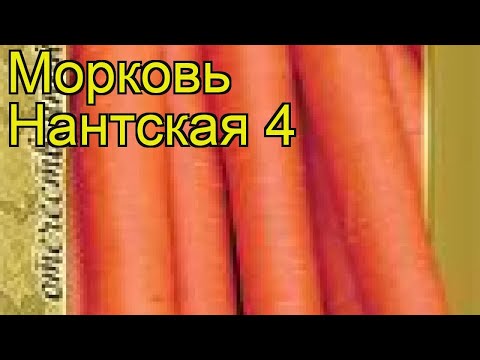 Морковь Нантская 4 (Nantskaya 4). Краткий обзор, описание характеристик, где купить семена