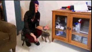 Dogs 101: Puppies 101: Pick A Puppy by JDACanimalblog 105,687 views 14 years ago 5 minutes, 9 seconds