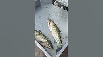 Fish Scaling Machine #seafoodprocessing #fillet #fishprocessing #food #seafood