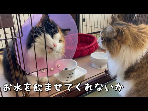 ケージに入りたがる猫が可愛い【ノルウェージャンフォレストキャット】