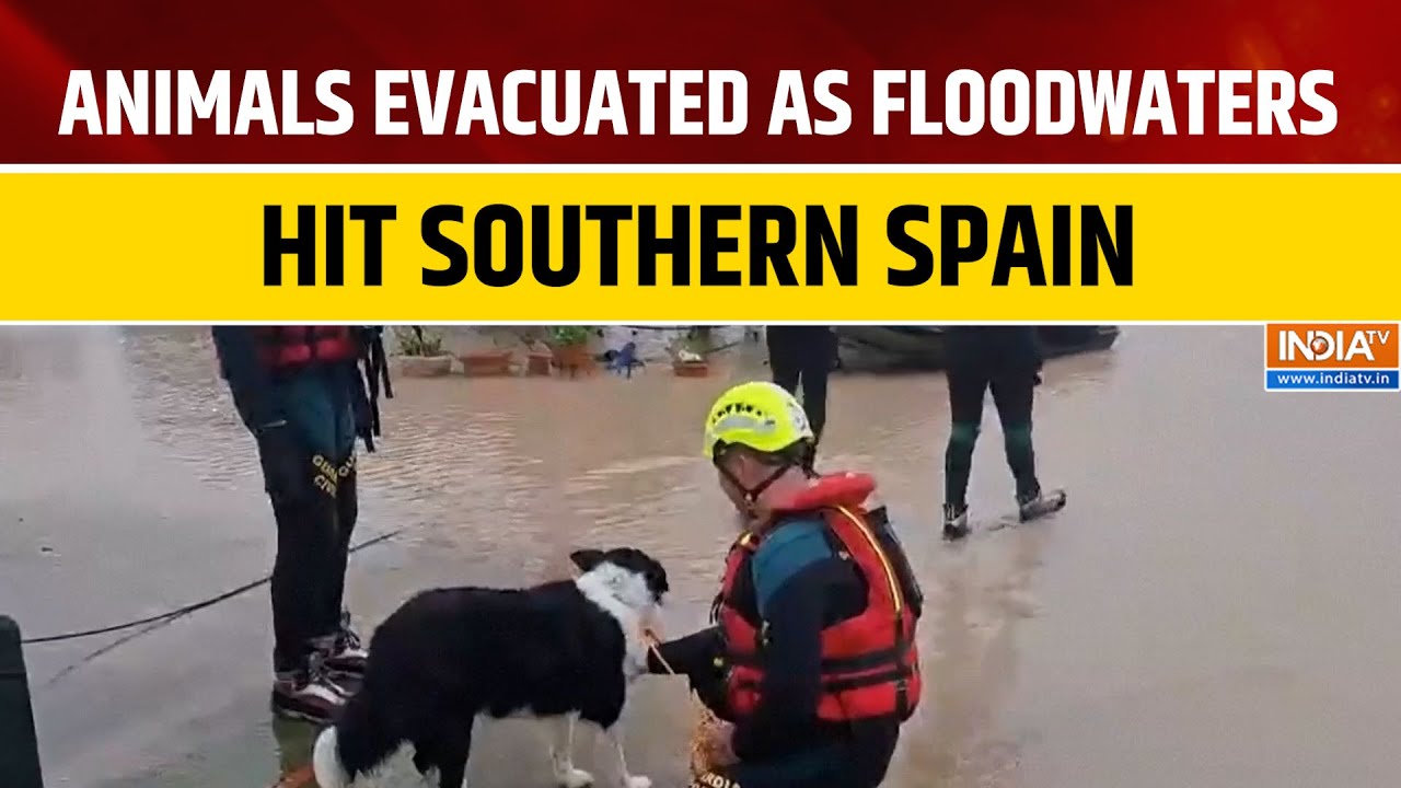 Spain Floods: Rescue Efforts Save Countless Cats and Dogs in Jerez | World News | India TV English