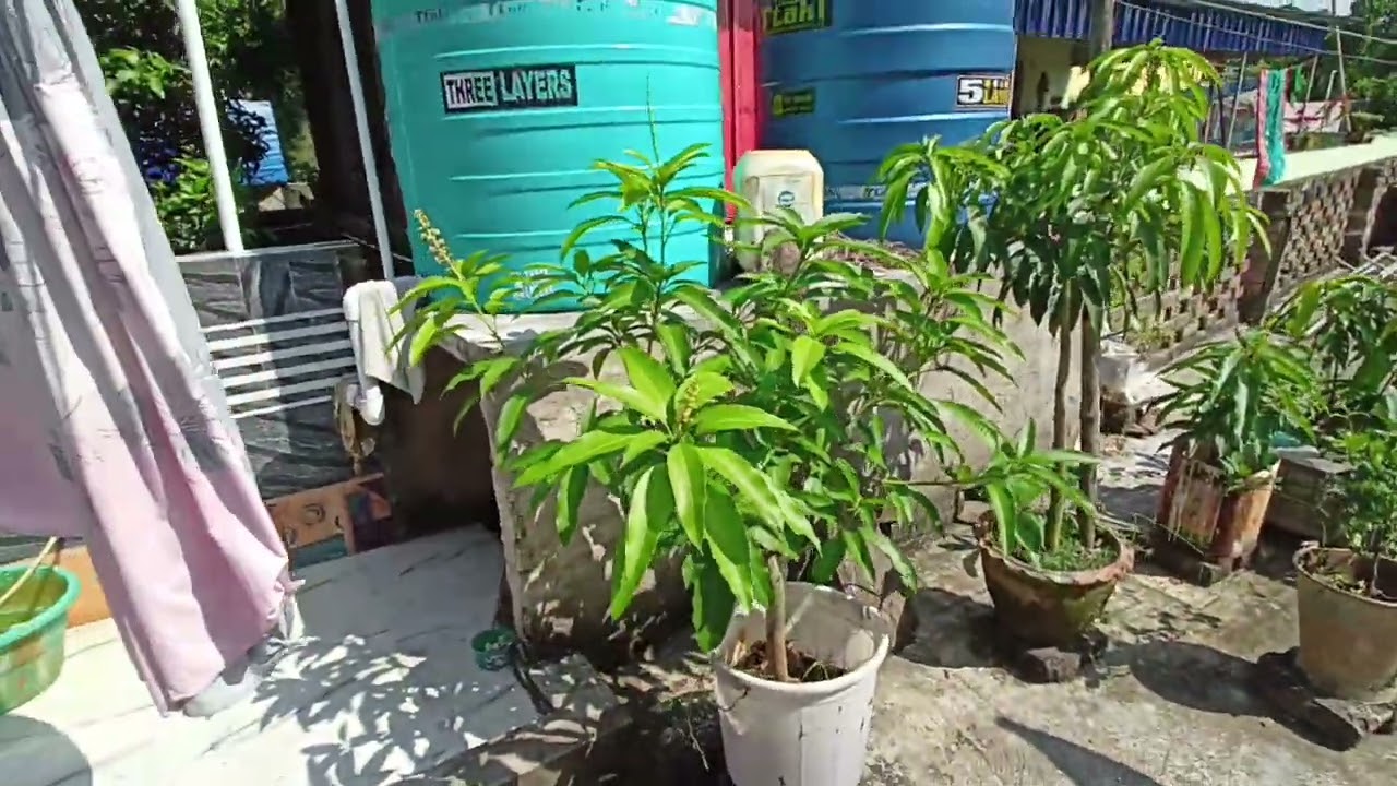 Katimon and Indian desi Alltime Mango variety 