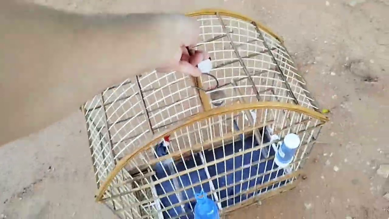 Mostrando todos os pássaros que eu tenho  