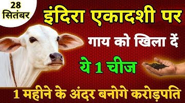 28 सितंबर इंदिरा एकादशी के दिन गाय माता को चुपचाप से खिला देना ये 1 छोटी सी चीज बनोगे करोड़पति #उपाय