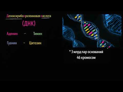 Видео: Почему пары A и T, G и C образуют двойную спираль ДНК?