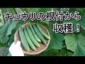 採取した種からキュウリを育てたい！『家庭菜園』簡単支柱立て～収穫までの管理方法』