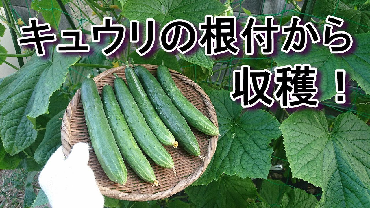 採取した種からキュウリを育てたい 家庭菜園 簡単支柱立て 収穫までの管理方法 Youtube