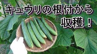 採取した種からキュウリを育てたい！『家庭菜園』簡単支柱立て～収穫までの管理方法』