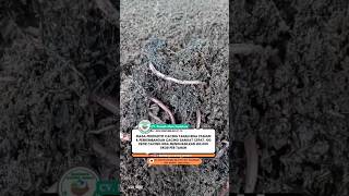Masa Produktif Cacing Tanah Bisa 3 Tahun Bahkan Lebih - Budidaya Cacing Tanah