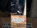 Our shelter is facing hunger -we need $500 Tonight to feed the animals. #usa #canada #uk #germany
