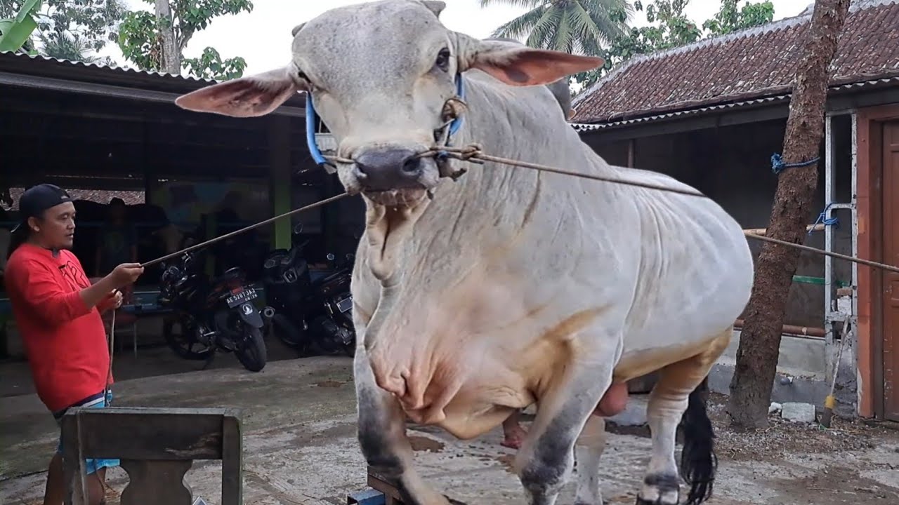 SAPI PO RAKSASA KANDANG VIRAL - YouTube