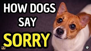 Your DOG Is Saying SORRY — You Just Don’t Know It screenshot 1