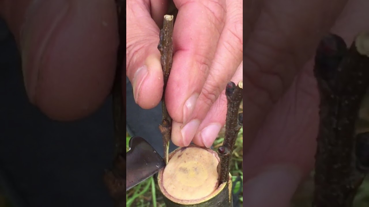 Enxerto de coroa em Castanheiro