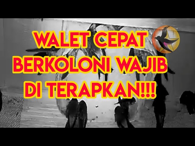 Walet Cepat Berkoloni| wajib diterapkan class=