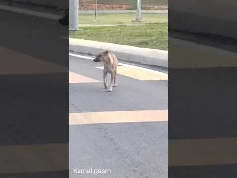 حبيبي اكتب لي مسعود