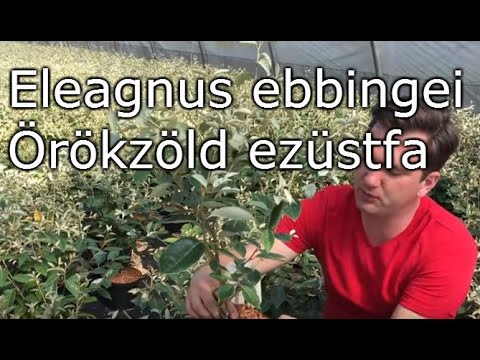 Videó: Tudjon meg többet a Grandiflora rózsákról és a hibrid tearózsákról