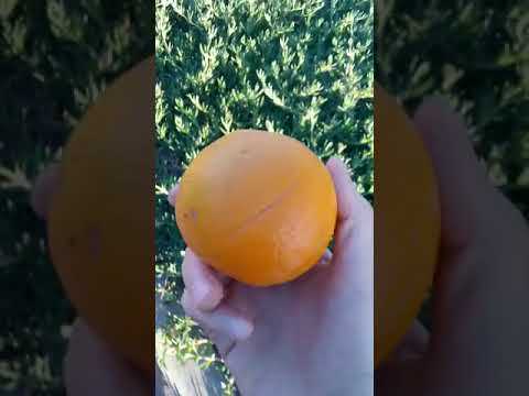 How To Pronounce Orange French Language