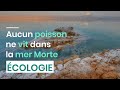 Aucun poisson ne vit dans la mer morte