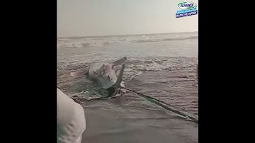 Viral! Ikan Hiu Tutul Mati Terdampar Di Pantai Purworejo Akibat Masuk Ke Dalam Jaring Nelayan